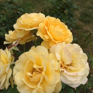 Meet your Posher, Li an